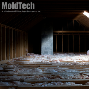 attic mold cleaning 