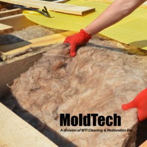 attic mold removal Mississauga