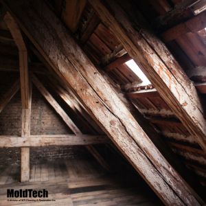 How to Prevent Attic Mold Regrowth