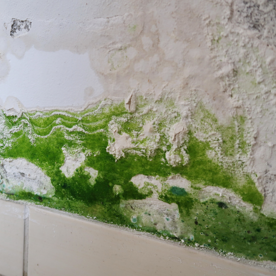 green alternaria mold on white bathroom floor tile and wall
