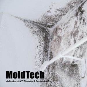 mold inspection Mississauga