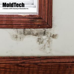 mold removal Vaughan