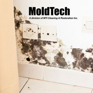 black mold removal Mississauga