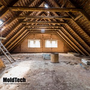 Attic Mold Growth in Mississauga Homes