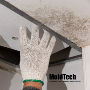 attic mold inspection