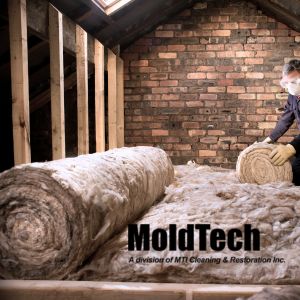 attic mold removal Mississauga