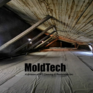 attic mold remediation Toronto