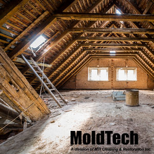attic mold inspection toronto