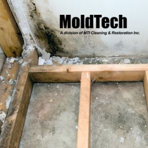 basement mold removal Vaughan