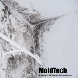 black mold removal Toronto