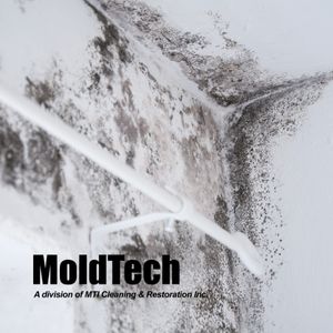 black mold removal services