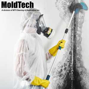 black mold removal toronto