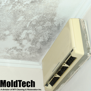attic cleaning mold removal toronto