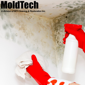 attic mold removal toronto