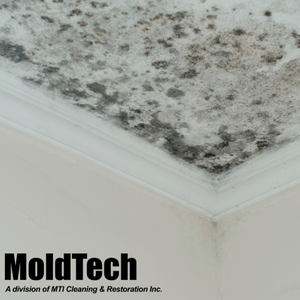 mold inspection toronto