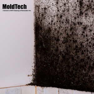 mold remediation Toronto