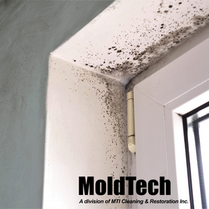 mold removal toronto and GTA