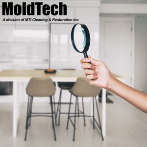 mold removal services toronto, vaughan, mississauga