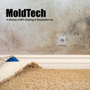 black mold removal