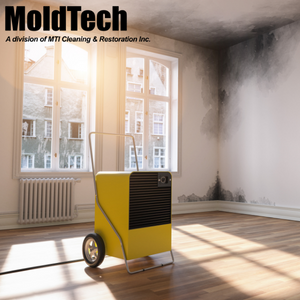 mold removal Toronto