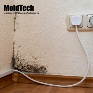 mold removal Vaughan