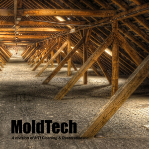 attic mold removal