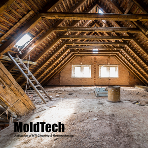 attic mold removal Toronto