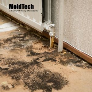 mold removal Vaughan