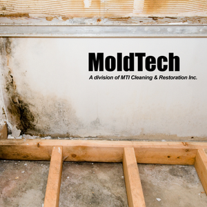 attic mold removal