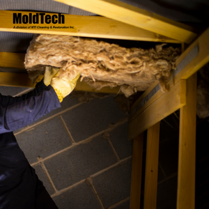 attic mold removal Toronto