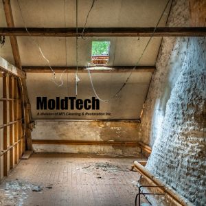 attic mold removal Mississauga