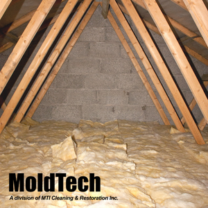 attic mold removal Toronto