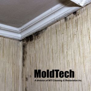 black mold removal Toronto