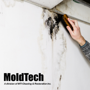 mold testing and black mold removal