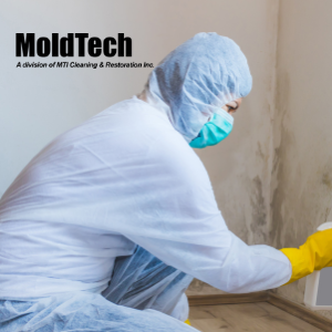 attic mold removal Mississauga