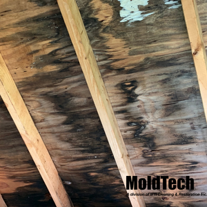attic mold removal toronto