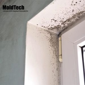How to Identify Common Mold Types in Toronto Properties