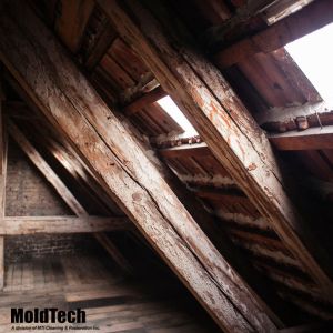 Is Mold in the Attic A Big Deal