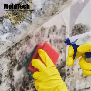 Steps to Take Before and After Mold Removal
