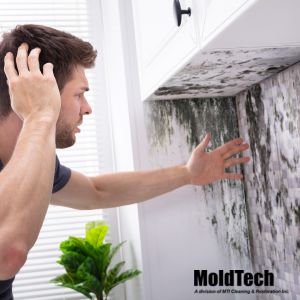 The Benefits of Mold Testing in Vaughan During the Winter