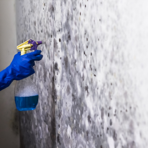 mold removal