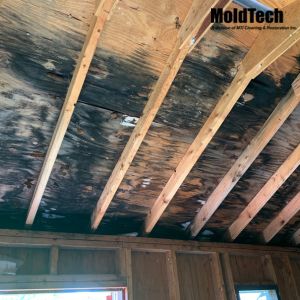 attic mold removal