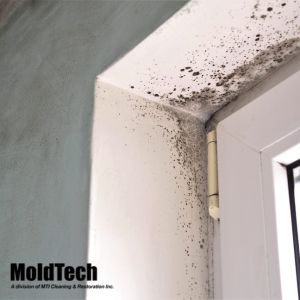 attic mold removal