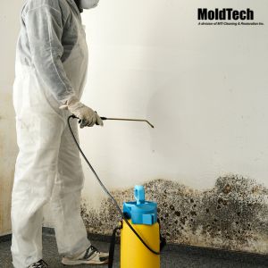 attic mold removal
