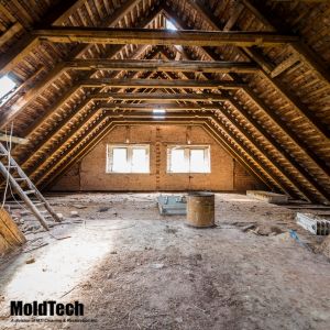 attic mold removal