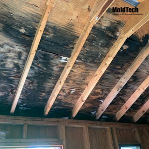 The Step-by-Step Process of Attic Mold Removal in Vaughan