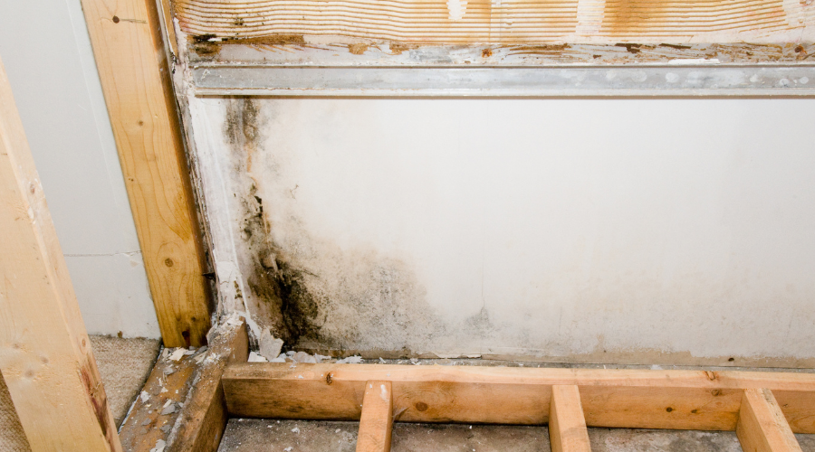 attic mold removal toronto