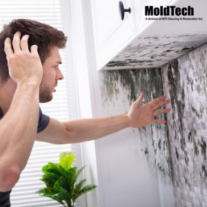 black mold removal