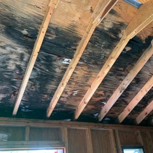 Common Mistakes to Avoid in D.I.Y. Attic Mold Removal in Toronto