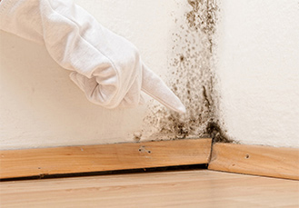 mold removal